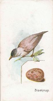 1906 Lambert & Butler Representing Birds & Eggs #41 Blackcap Front