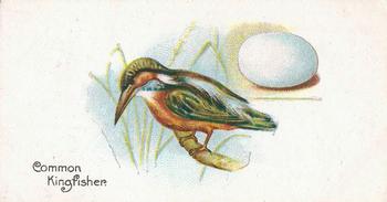 1906 Lambert & Butler Representing Birds & Eggs #44 Common Kingfisher Front