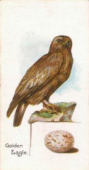 1906 Lambert & Butler Representing Birds & Eggs #46 Golden Eagle Front