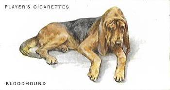 1931 Player's Dogs (A. Wardle Paintings) #5 Bloodhound Front