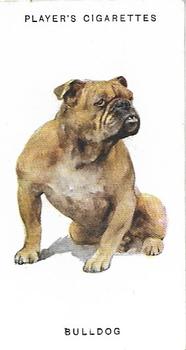 1931 Player's Dogs (A. Wardle Paintings) #7 Bulldog Front