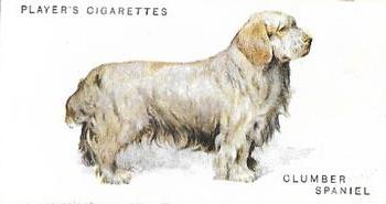 1931 Player's Dogs (A. Wardle Paintings) #32 Clumber Spaniel Front