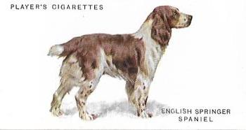 1931 Player's Dogs (A. Wardle Paintings) #36 English Springer Spaniel Front