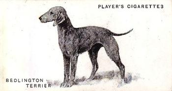 1931 Player's Dogs (A. Wardle Paintings) #39 Bedlington Terrier Front