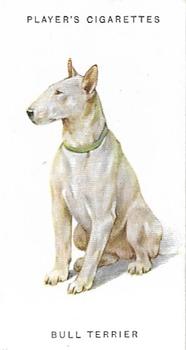 1931 Player's Dogs (A. Wardle Paintings) #40 Bull Terrier Front