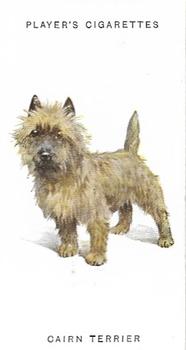 1931 Player's Dogs (A. Wardle Paintings) #41 Cairn Terrier Front
