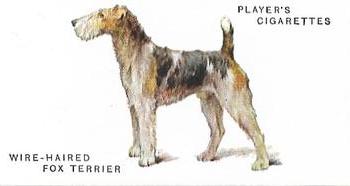 1931 Player's Dogs (A. Wardle Paintings) #44 Wire-Haired Fox Terrier Front