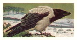 1973 Brooke Bond Wild Birds in Britain #2 Hooded Crow Front
