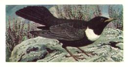 1973 Brooke Bond Wild Birds in Britain #4 Ring Ouzel Front