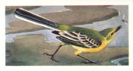 1973 Brooke Bond Wild Birds in Britain #14 Yellow Wagtail Front
