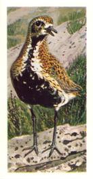 1973 Brooke Bond Wild Birds in Britain #27 Golden Plover Front