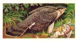 1973 Brooke Bond Wild Birds in Britain #30 Sparrow Hawk Front