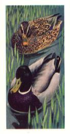 1973 Brooke Bond Wild Birds in Britain #39 Mallard Front