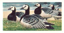 1973 Brooke Bond Wild Birds in Britain #40 Barnacle Goose Front