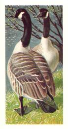 1973 Brooke Bond Wild Birds in Britain #41 Canada Goose Front