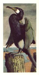 1973 Brooke Bond Wild Birds in Britain #43 Cormorant Front