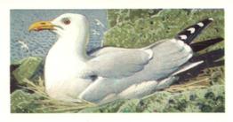 1973 Brooke Bond Wild Birds in Britain #44 Herring Gull Front