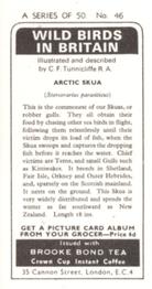 1973 Brooke Bond Wild Birds in Britain #46 Arctic Skua Back