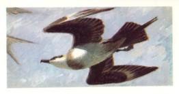 1973 Brooke Bond Wild Birds in Britain #46 Arctic Skua Front