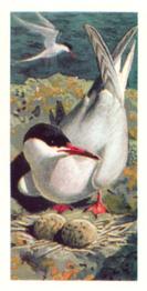 1973 Brooke Bond Wild Birds in Britain #47 Common Tern Front