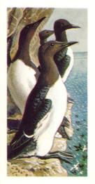 1973 Brooke Bond Wild Birds in Britain #50 Guillemot Front