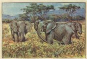 1928 Echte Wagner Tiere der Wildnis (Wild Animals) Album 1, Serie 12 #4 Elefant Front