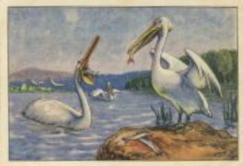 1928 Echte Wagner Exotische Vogel (Exotic Birds) Album 1, Serie 14 #4 Pelikan Front