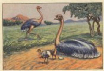 1928 Echte Wagner Exotische Vogel (Exotic Birds) Album 1, Serie 14 #5 Brutender Strauss Front