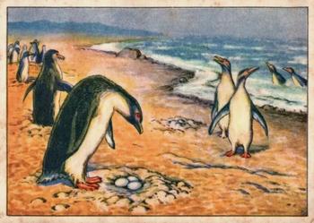 1928 Echte Wagner Exotische Vogel (Exotic Birds) Album 1, Serie 14 #6 Pinguin Front
