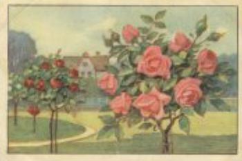 1928 Echte Wagner Blumen (Flowers) Album 1, Serie 28 #1 Rose Front