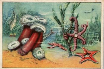 1929 Echte Wagner Tiere des Meeres (Animals of the Sea) Album 2, Serie 25 #2 Seenelken und Seesterne Front