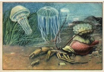 1929 Echte Wagner Tiere des Meeres (Animals of the Sea) Album 2, Serie 25 #3 Einsiedlerkrebs und Quallen Front