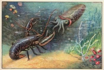 1929 Echte Wagner Tiere des Meeres (Animals of the Sea) Album 2, Serie 25 #5 Kampf eines Hummers mit einem Tintenfisch Front