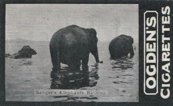 1902 Ogden's General Interest Series C #31 Sanger’s Elephants Bathing Front