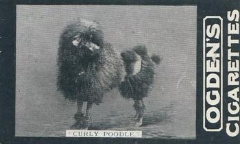 1902 Ogden's General Interest Series C #151 Curly Poodle Front
