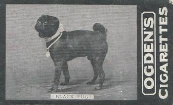 1902 Ogden's General Interest Series C #152 Black Pug Front