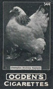 1902 Ogden's General Interest Series C #344 Champion Brahma Bantam Front