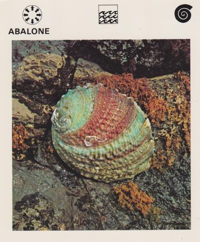 1975-80 Leisure Books Wildlife Treasury #6101-03 Abalone Front