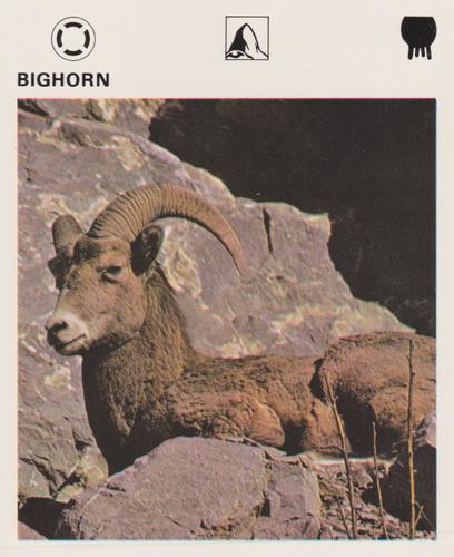 1975-80 Leisure Books Wildlife Treasury #6103-03 Bighorn Front