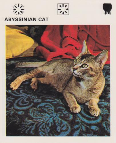 1975-80 Leisure Books Wildlife Treasury #6101-04 Abyssinian Cat Front