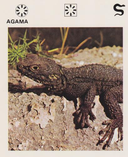 1975-80 Leisure Books Wildlife Treasury #6101-08 Agama Front