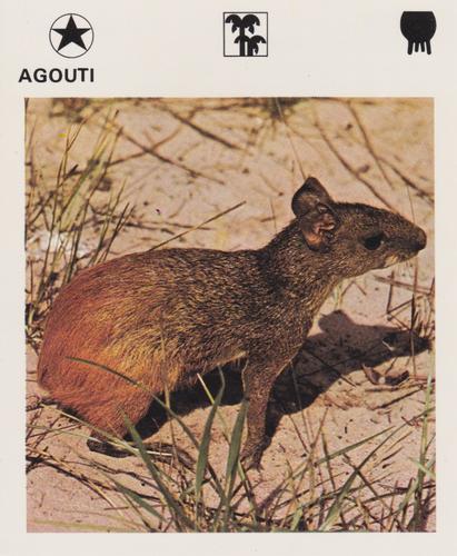 1975-80 Leisure Books Wildlife Treasury #6101-09 Agouti Front