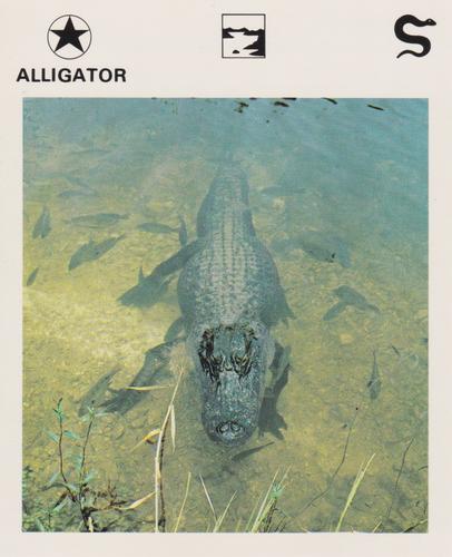 1975-80 Leisure Books Wildlife Treasury #6101-11 Alligator Front