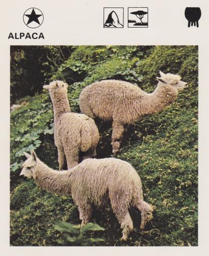 1975-80 Leisure Books Wildlife Treasury #6101-12 Alpaca Front