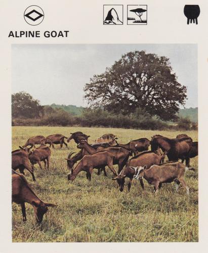 1975-80 Leisure Books Wildlife Treasury #6101-13 Alpine Goat Front