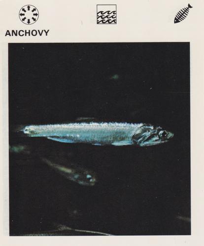 1975-80 Leisure Books Wildlife Treasury #6101-18 Anchovy Front