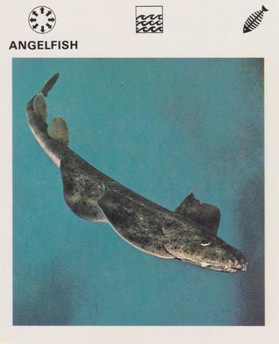 1975-80 Leisure Books Wildlife Treasury #6101-19 Angelfish Front