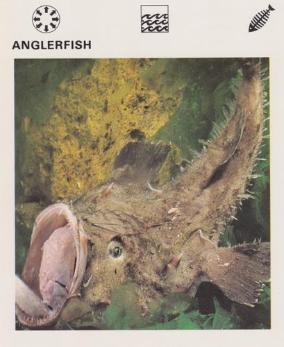 1975-80 Leisure Books Wildlife Treasury #6101-20 Anglerfish Front