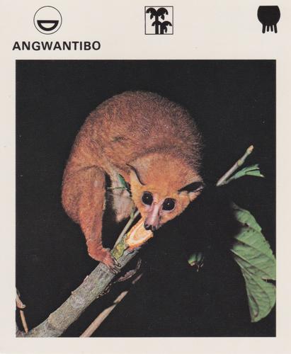 1975-80 Leisure Books Wildlife Treasury #6101-21 Angwantibo Front