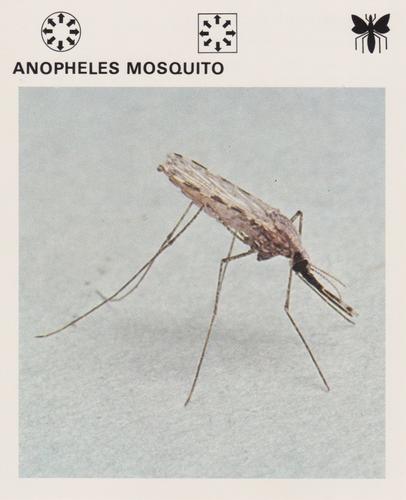 1975-80 Leisure Books Wildlife Treasury #6101-23 Anopheles Mosquito Front